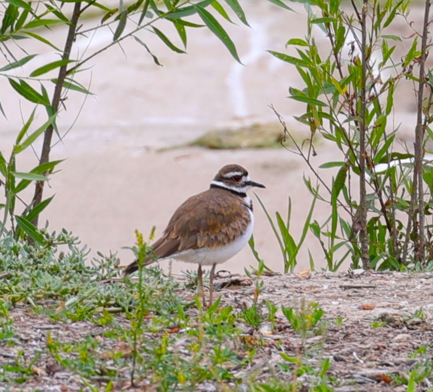 Killdeer - Gail DeLalla