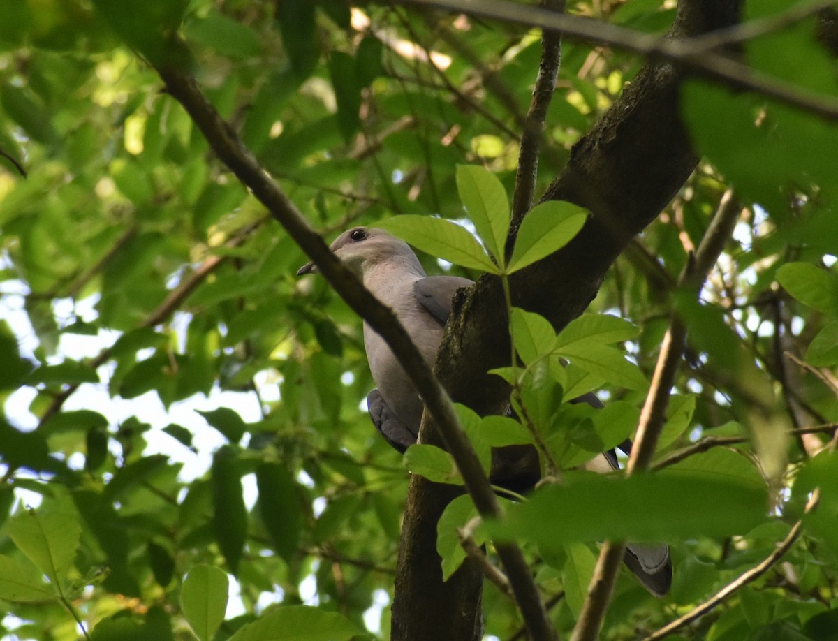 Dúcula Dorsicastaña (cuprea) - ML618896466