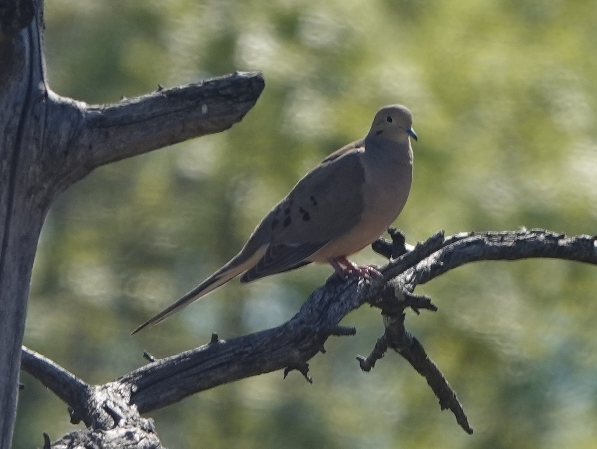 Mourning Dove - Robin Oxley 🦉
