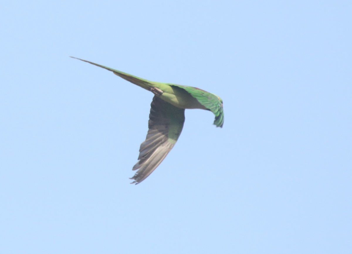 Alexandrine Parakeet - Vyom Vyas