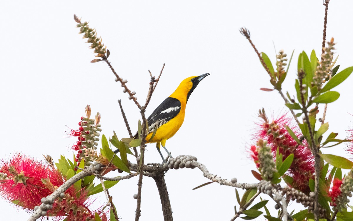 Hooded Oriole - ML618896483