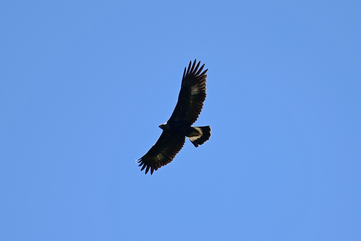 Golden Eagle - Mike Charest