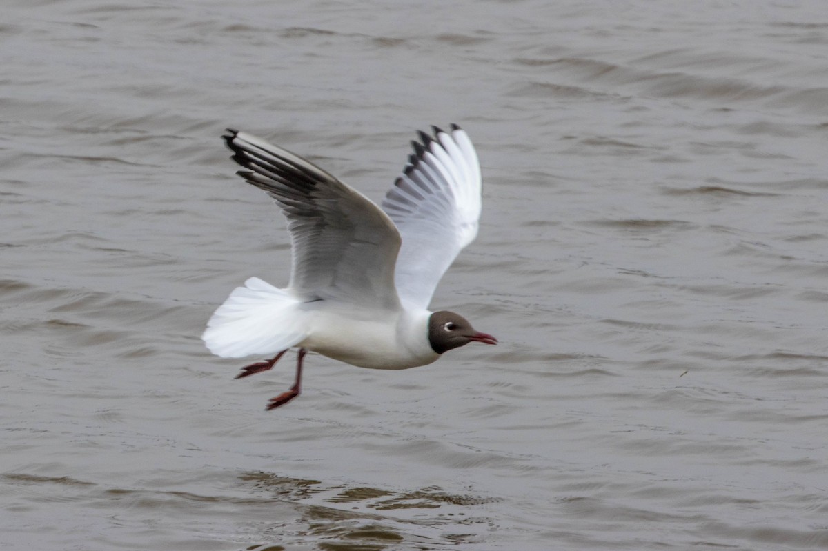 Black-headed Gull - Michael Hooper