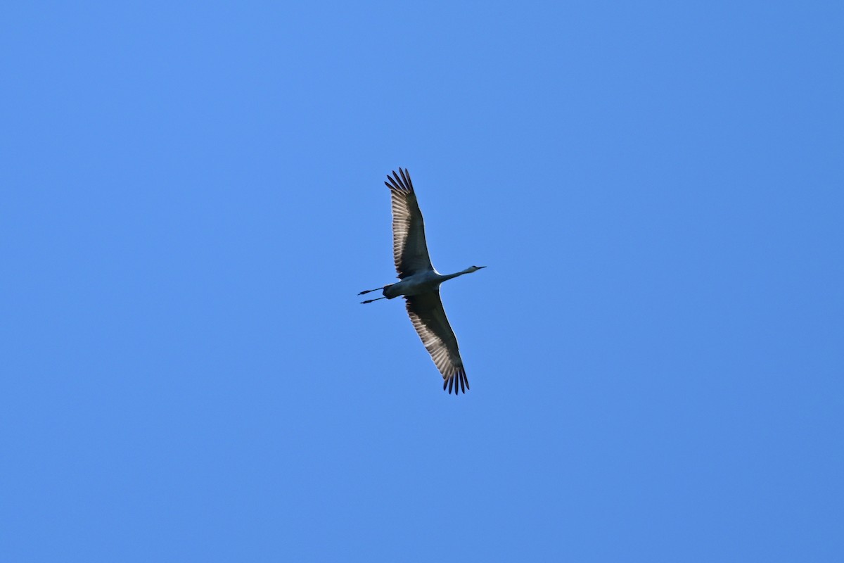 Sandhill Crane - Mike Charest