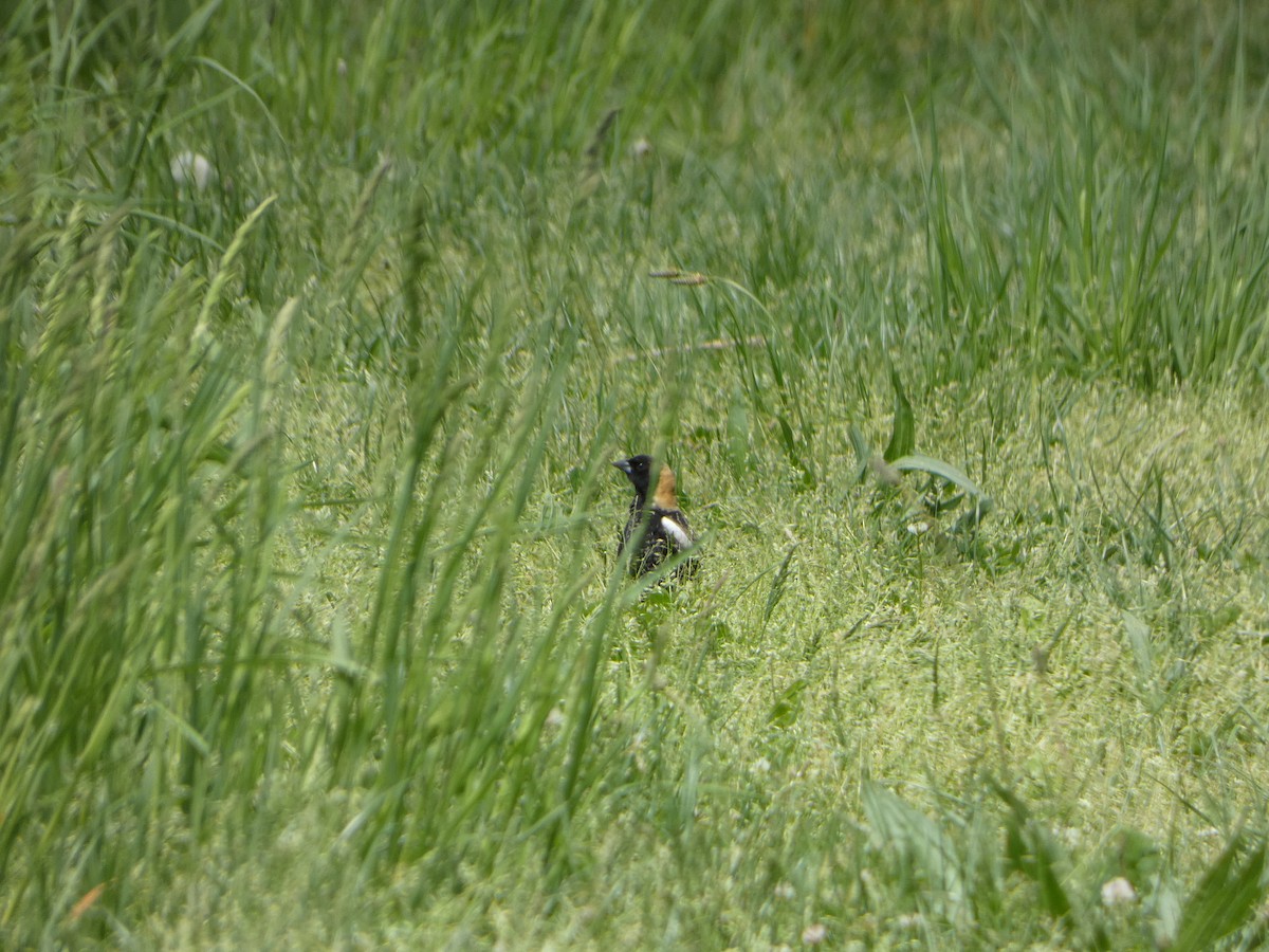 bobolink americký - ML618896530