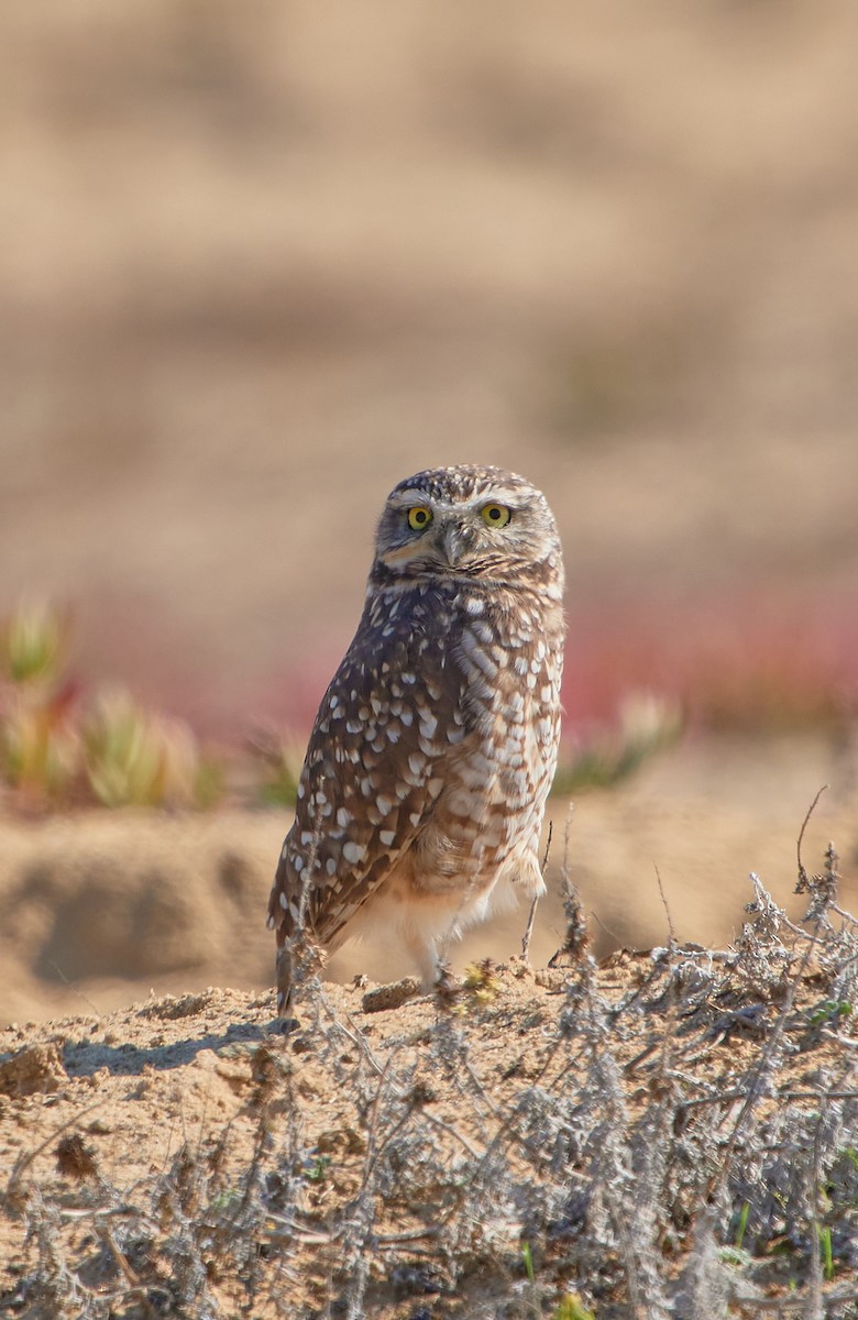 Burrowing Owl - Angélica  Abarca