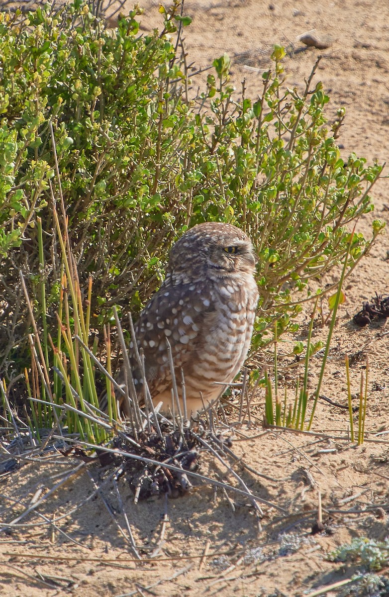 Burrowing Owl - Angélica  Abarca