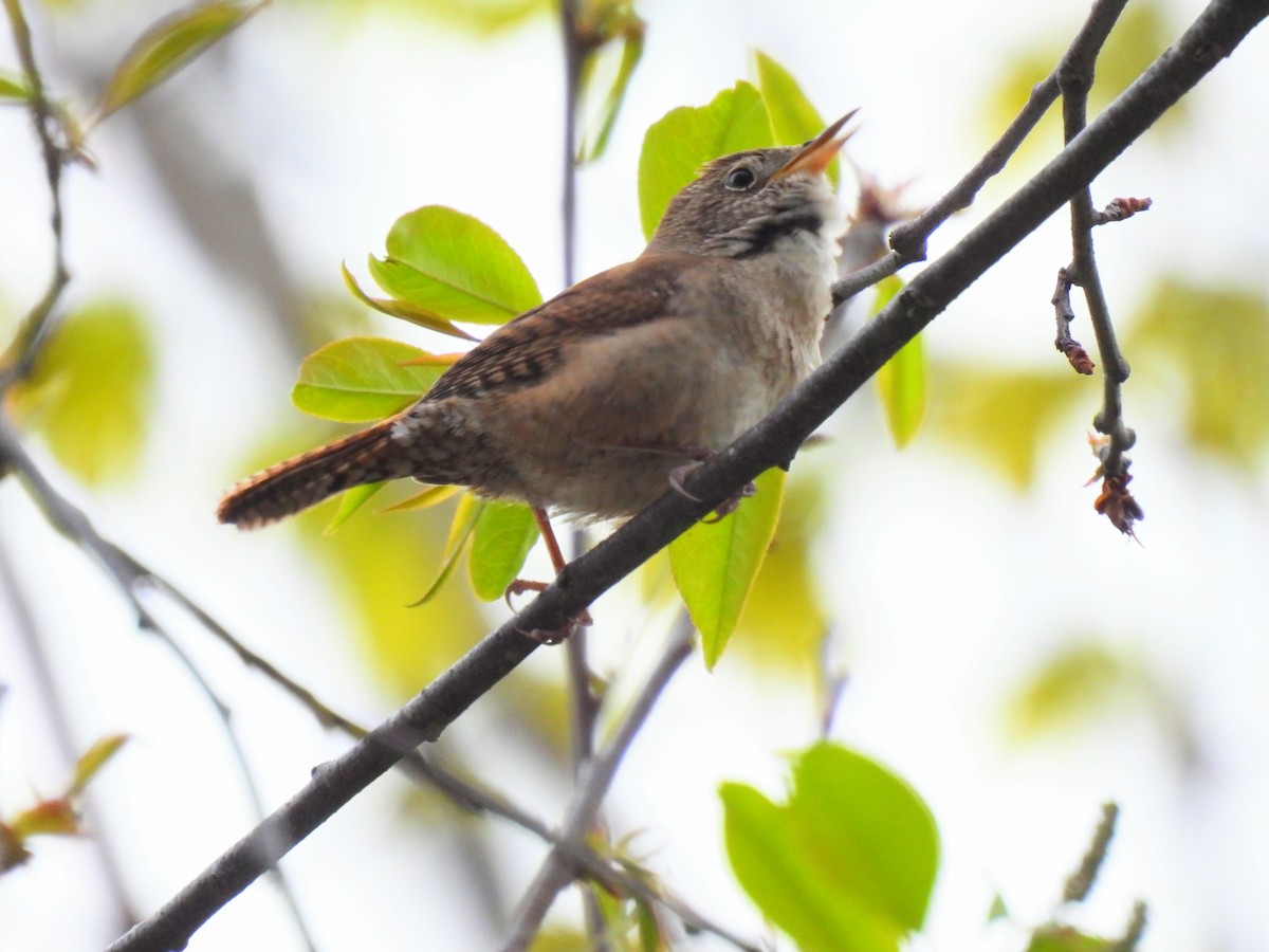 House Wren - Dany Caouette