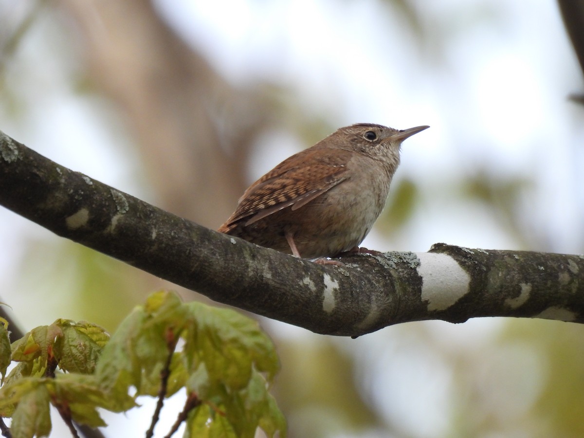 House Wren - Dany Caouette