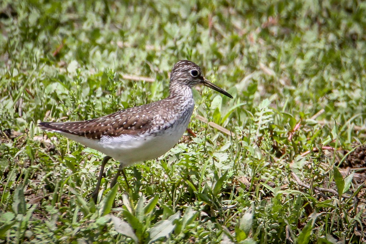 Solitary Sandpiper - Denise Hargrove