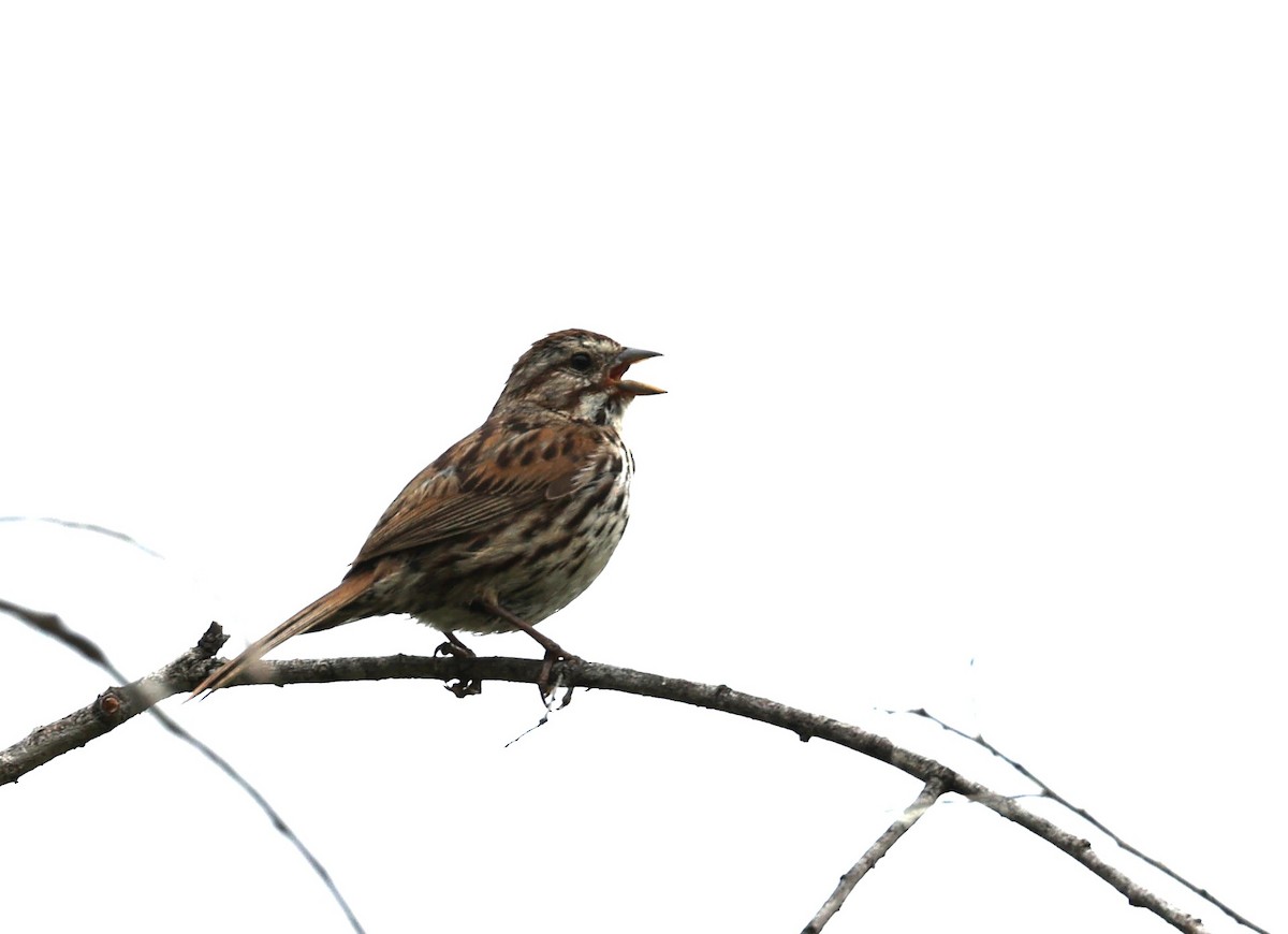 Song Sparrow - Gail DeLalla