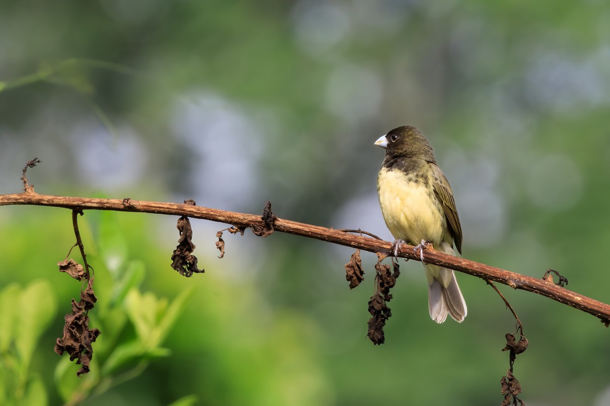 Yellow-bellied Seedeater - Oscar David Solano