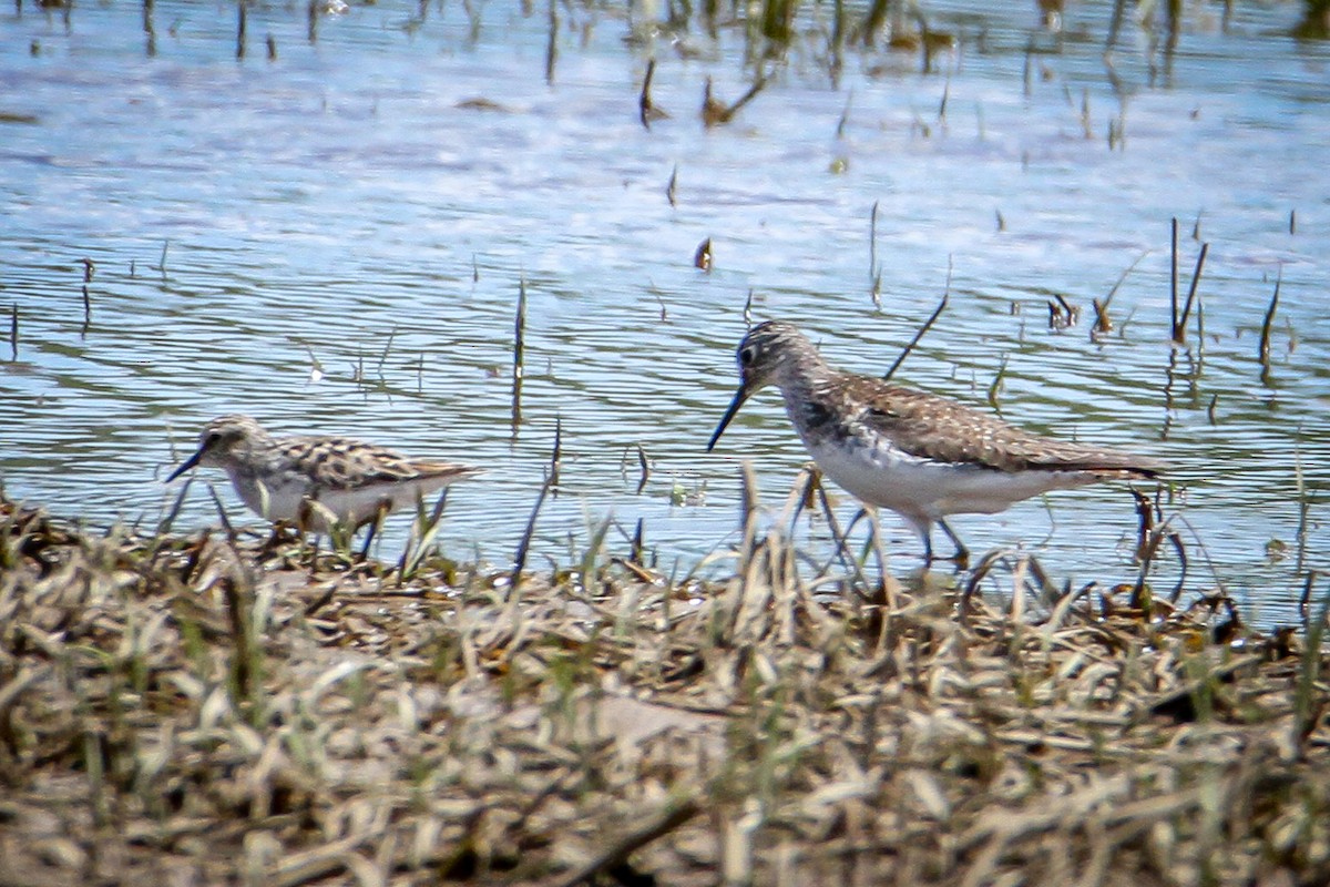 Semipalmated Sandpiper - Denise Hargrove