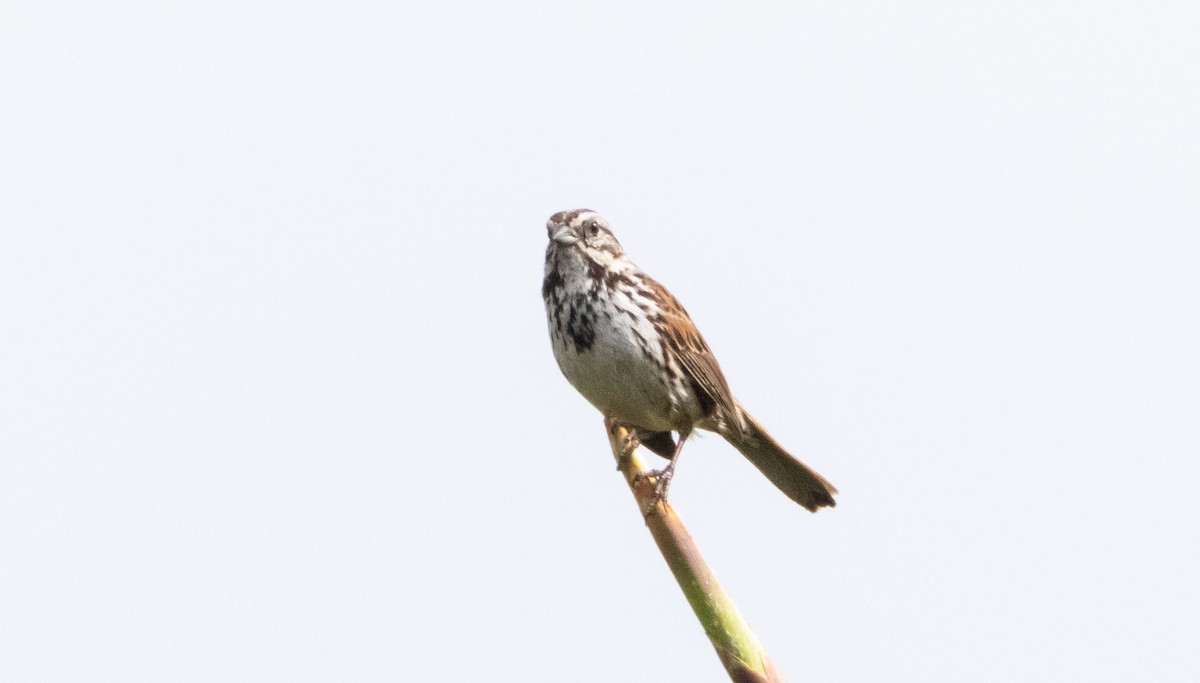Song Sparrow - Timothy Aarons