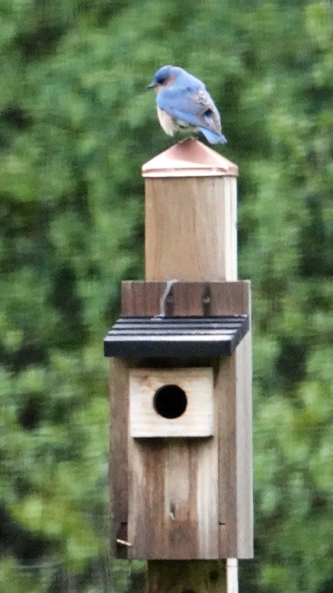 Eastern Bluebird - Tom Shepard