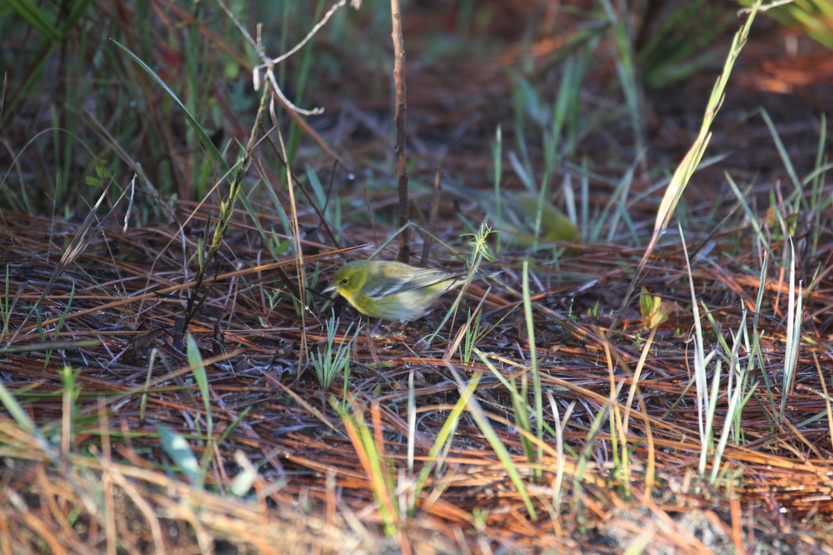 Pine Warbler - ML618896631