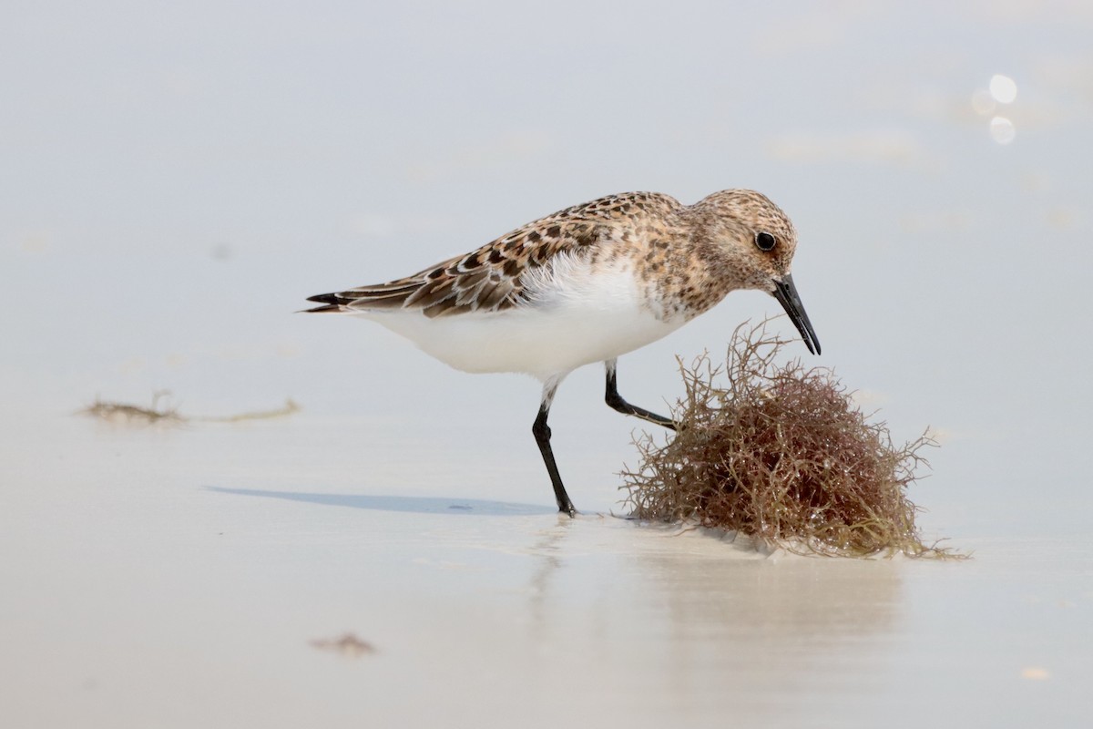 Sanderling - ML618896638