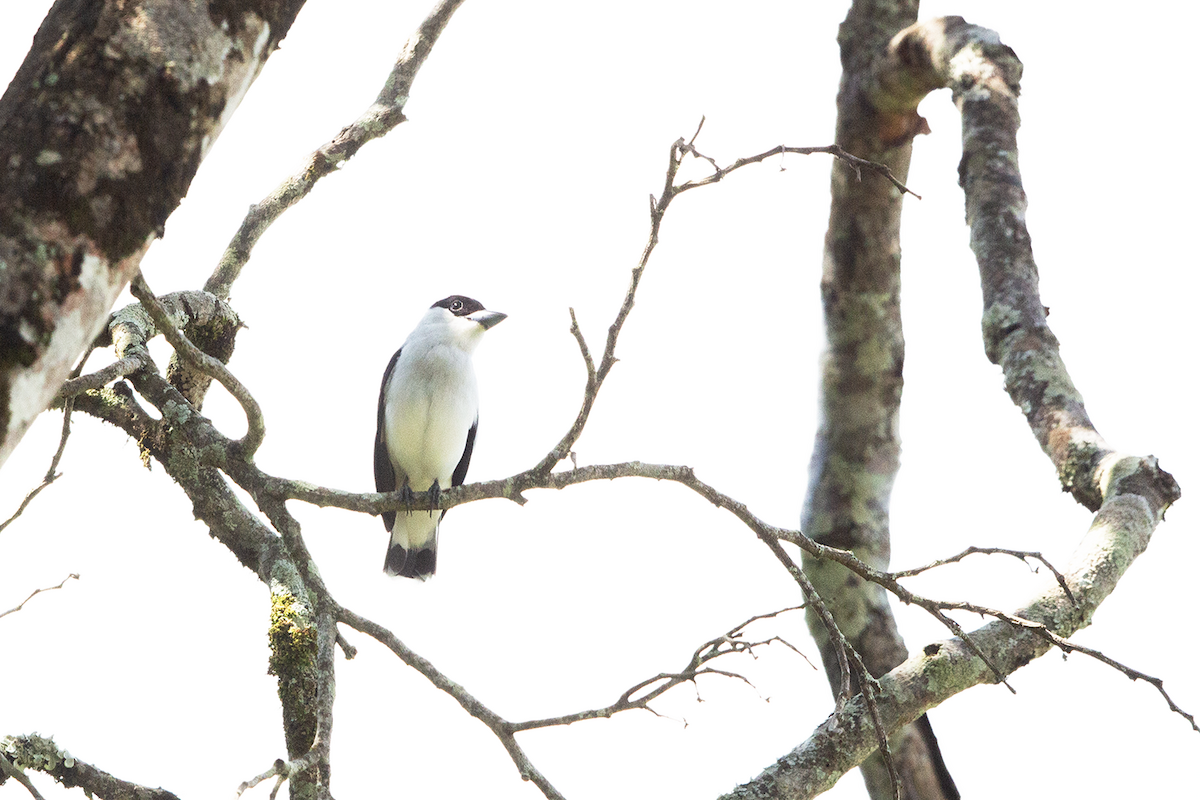 Black-crowned Tityra - walter mancilla huaman