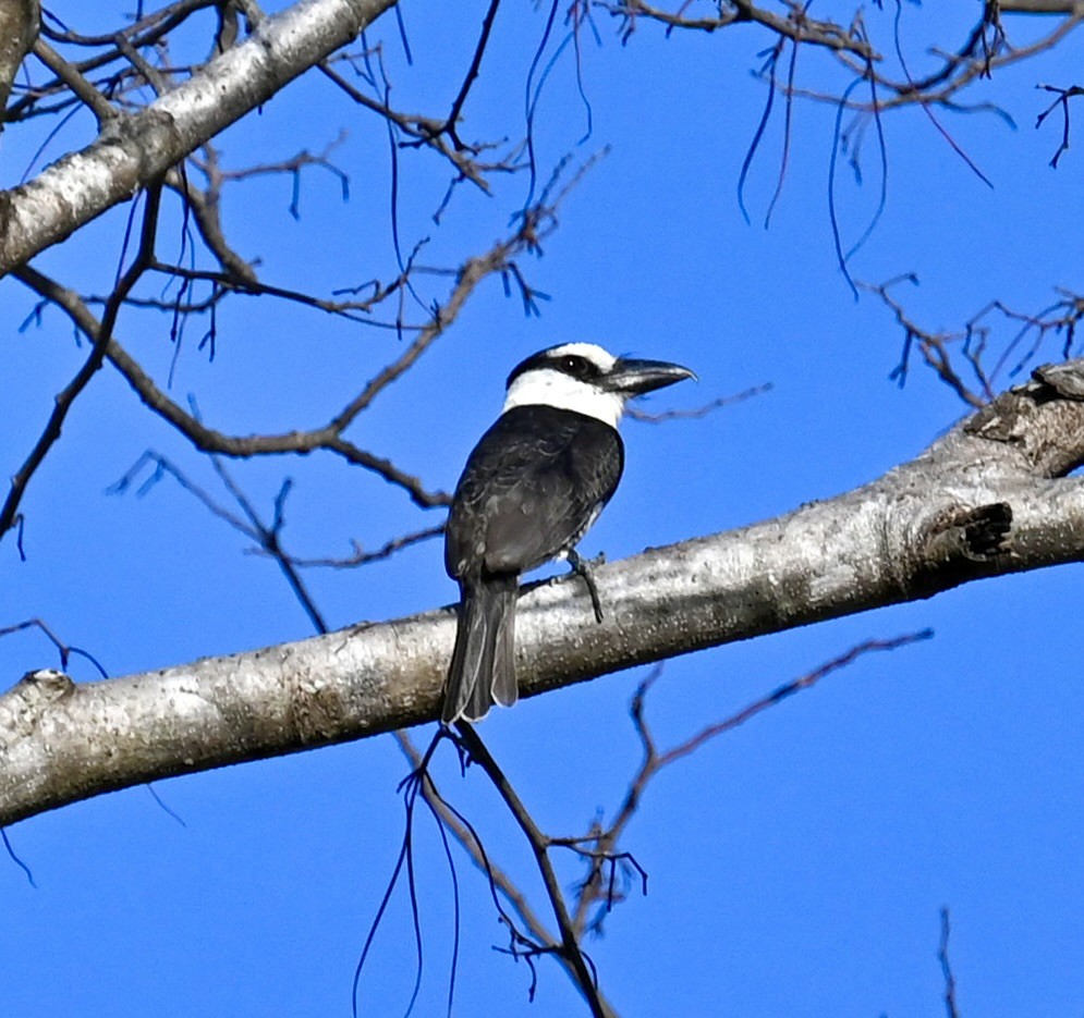 White-necked Puffbird - Nancy Blaze