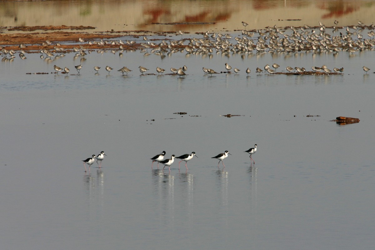 Black-necked Stilt - ML618896662