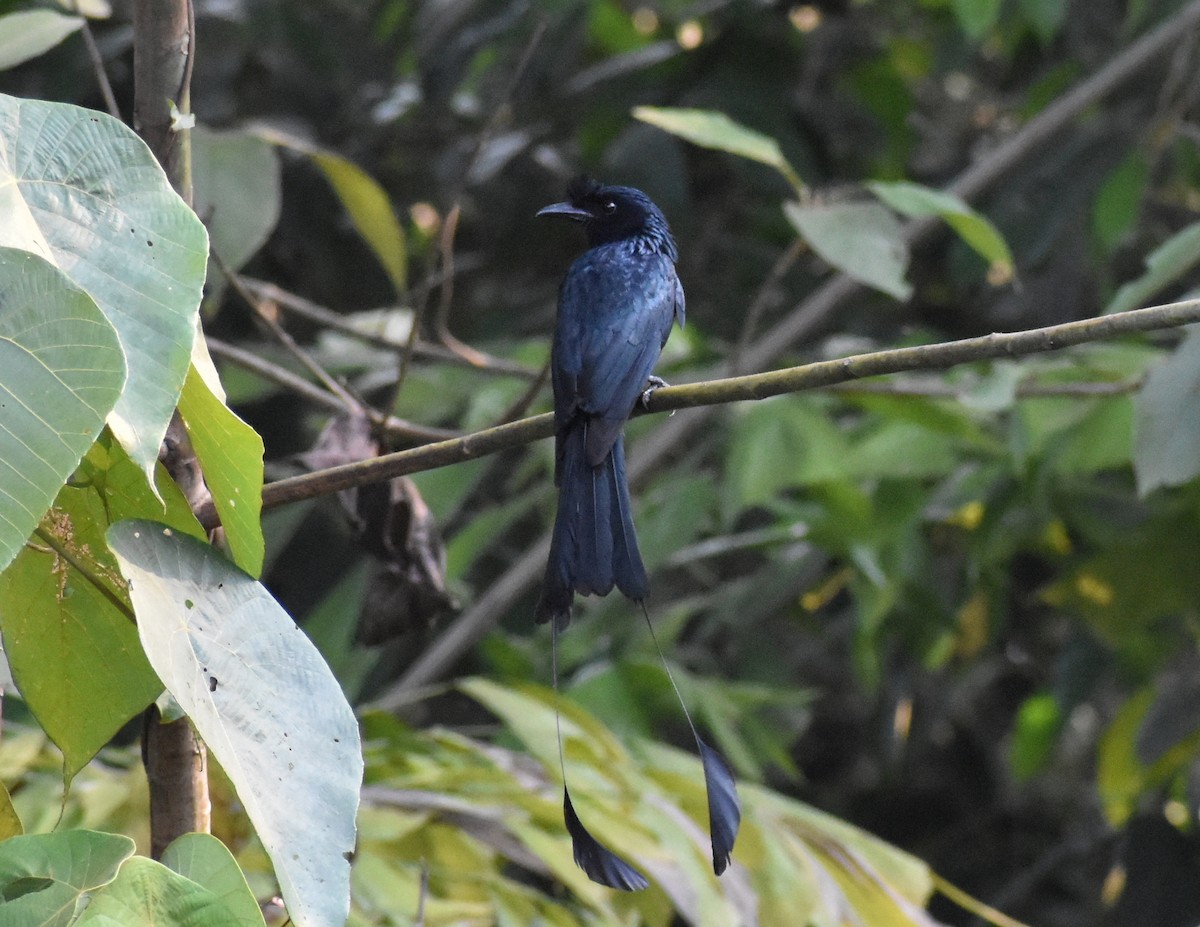 Greater Racket-tailed Drongo - ML618896671