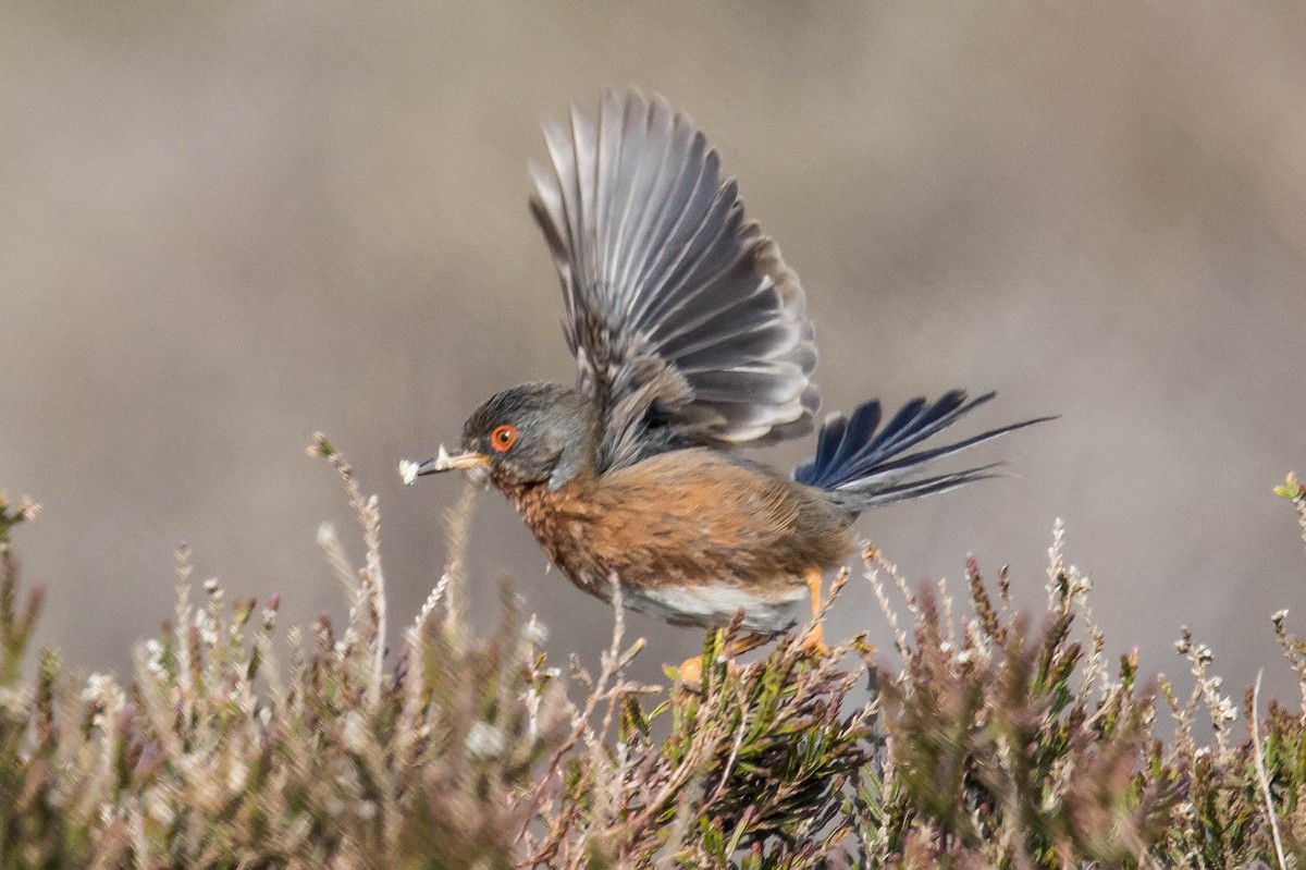 Dartford Warbler - Michael Hooper