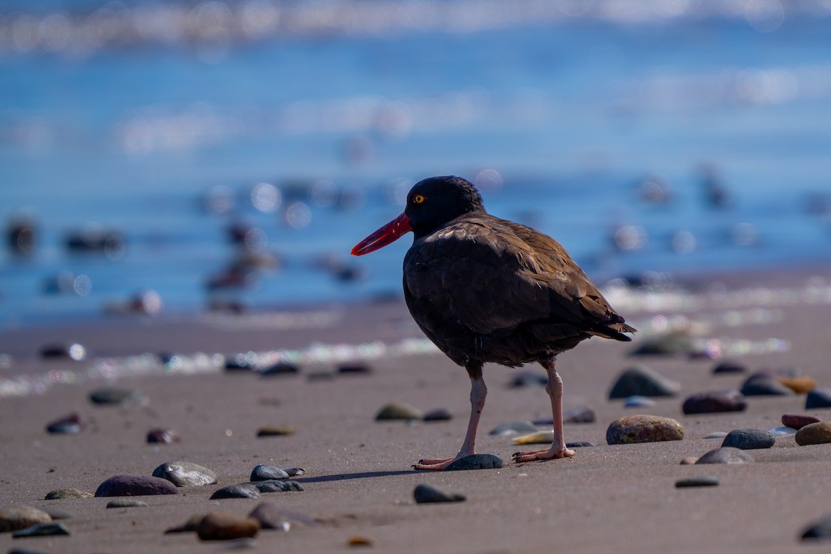 Blackish Oystercatcher - Javier Iriarte Orellana