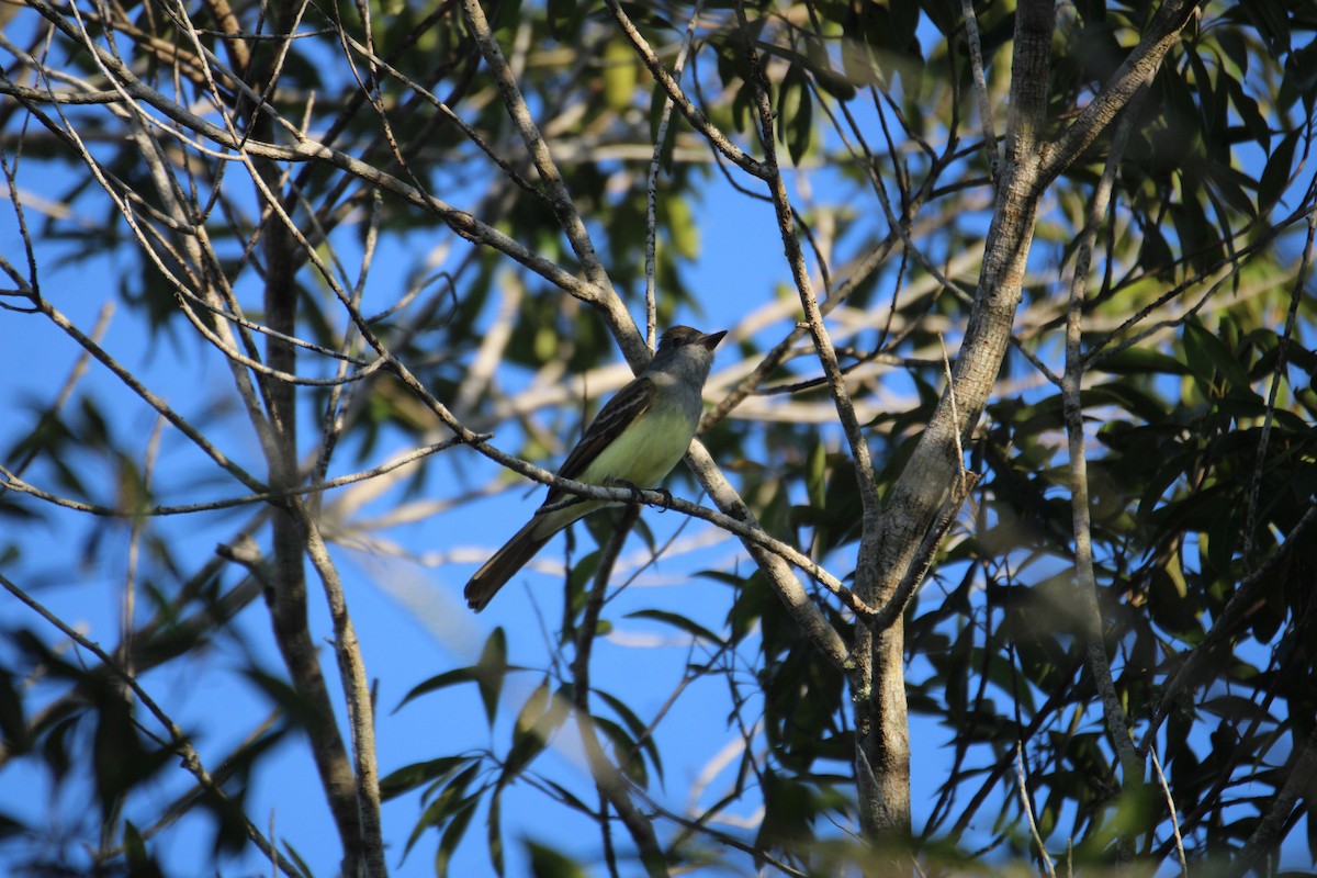 Great Crested Flycatcher - ML618896714