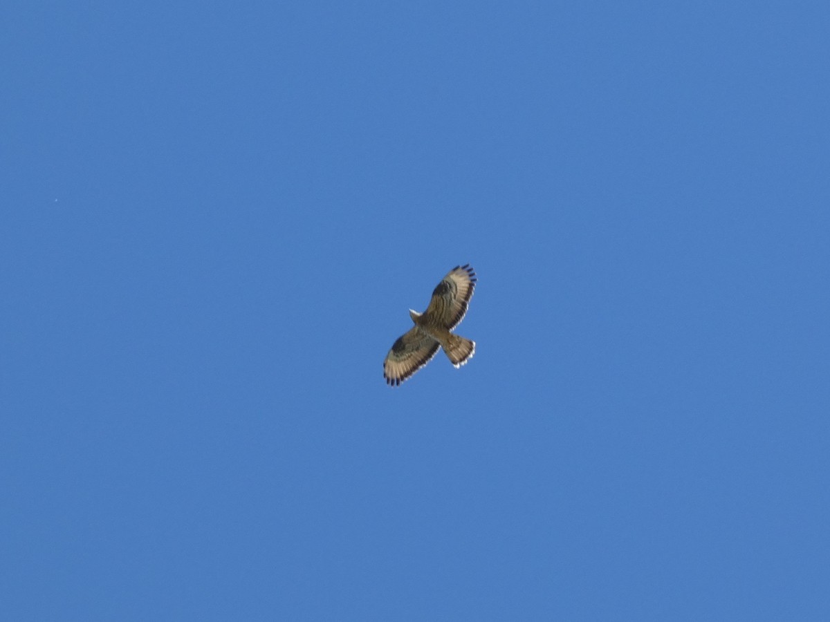 European Honey-buzzard - ML618896725