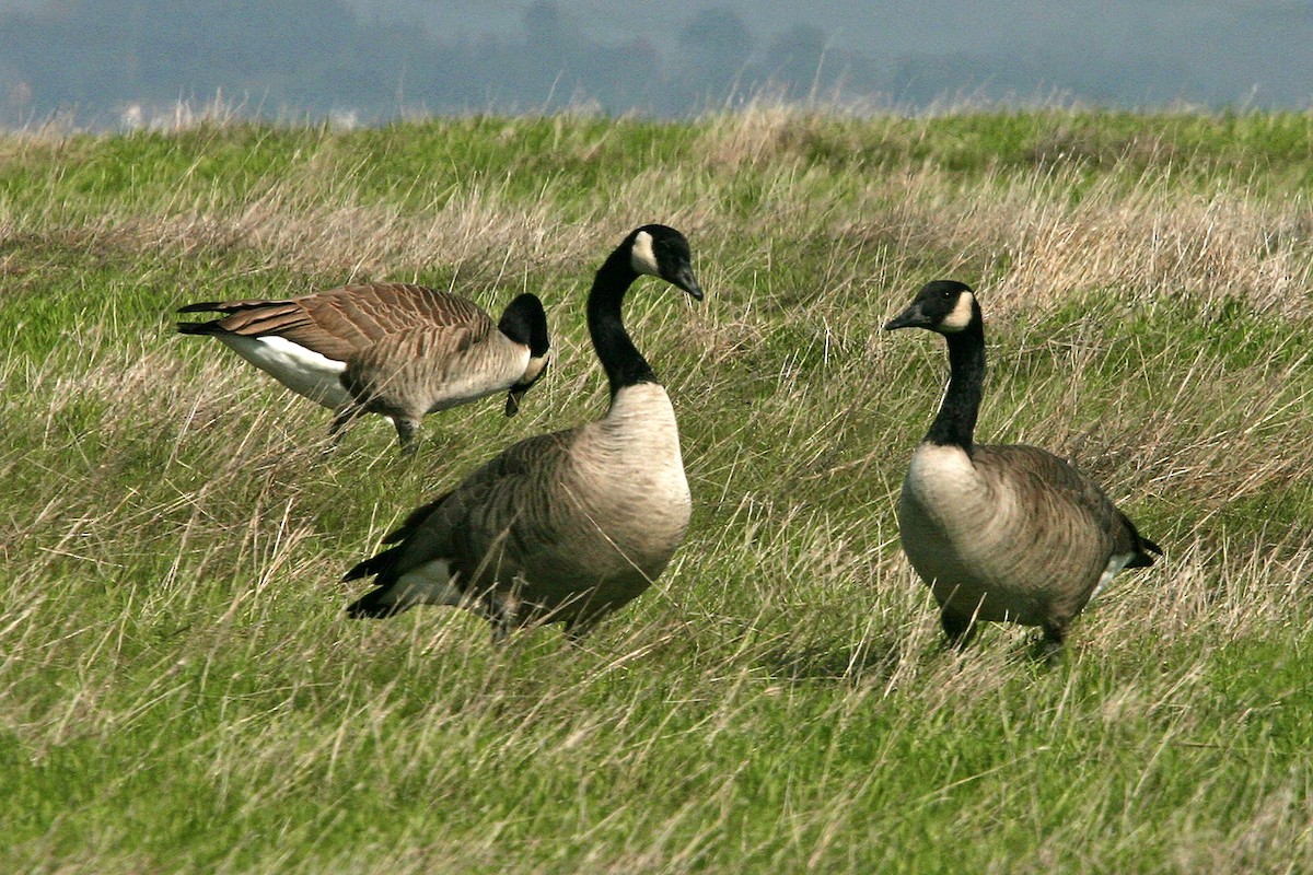 Canada Goose - ML618896726