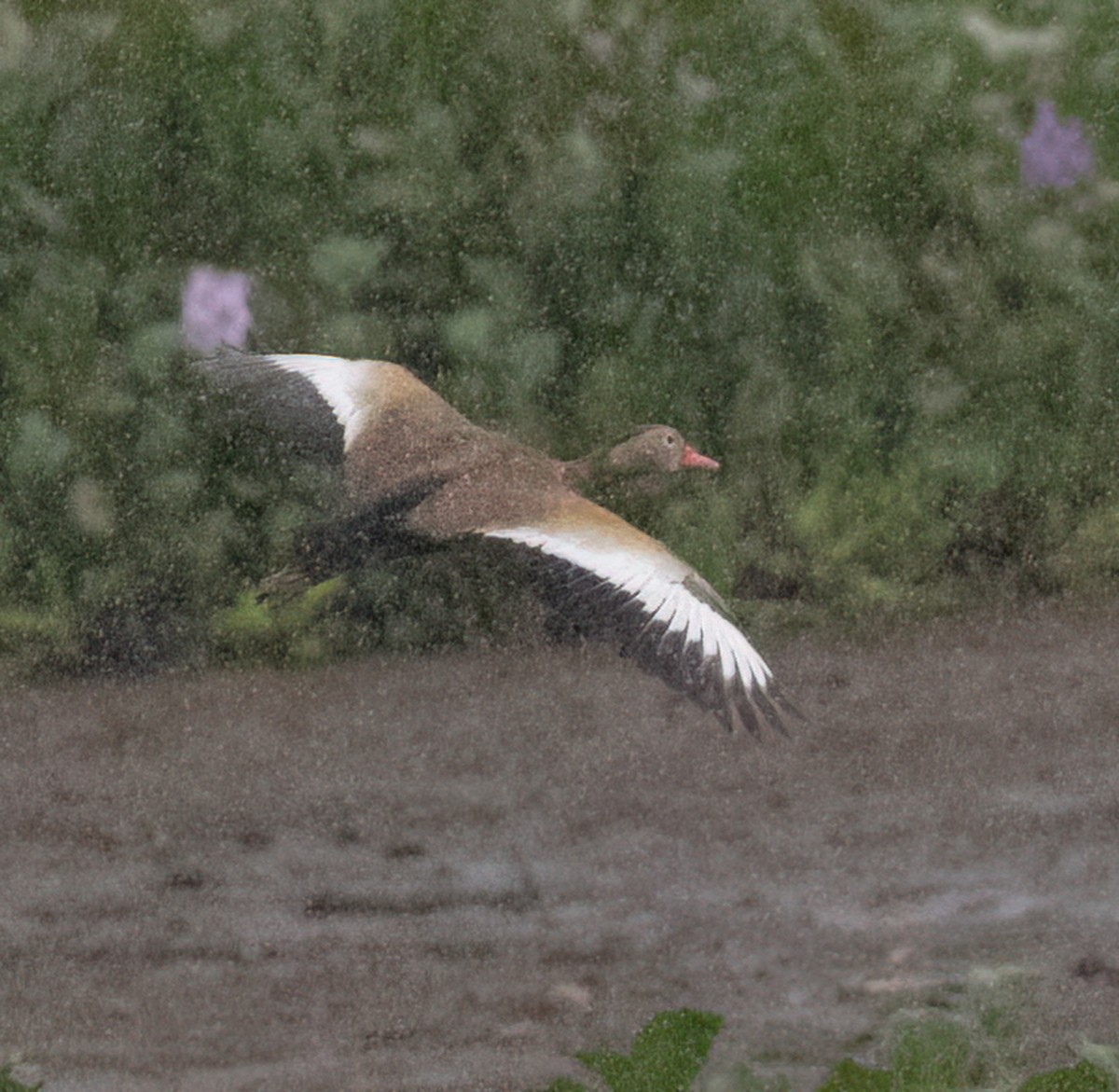 Black-bellied Whistling-Duck - Tracy Kaminer