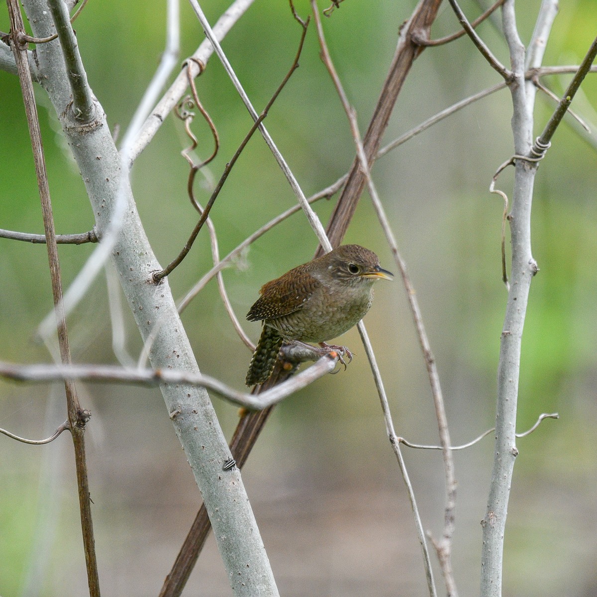 House Wren - Marie Sauriol