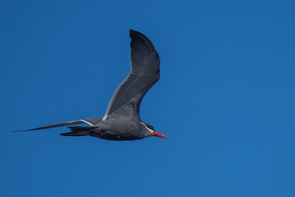 Inca Tern - Javier Iriarte Orellana