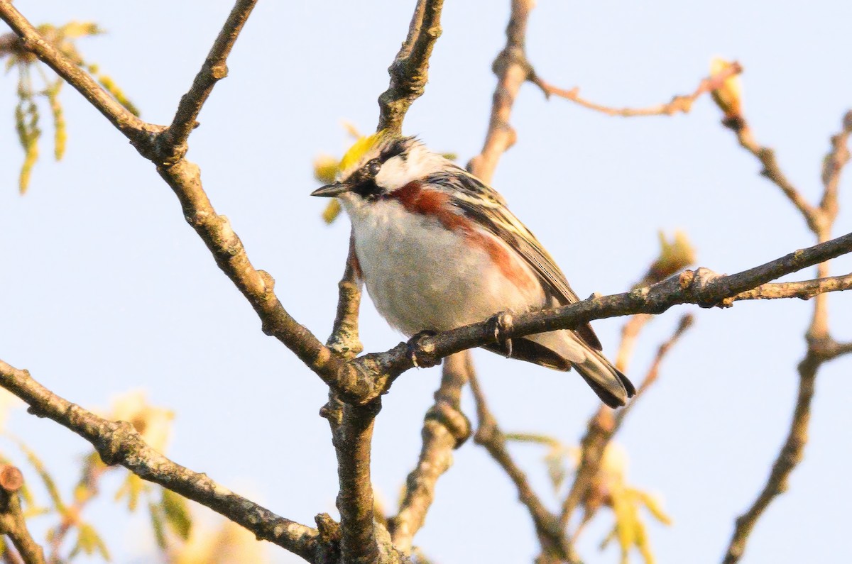 Chestnut-sided Warbler - Christine Kozlosky