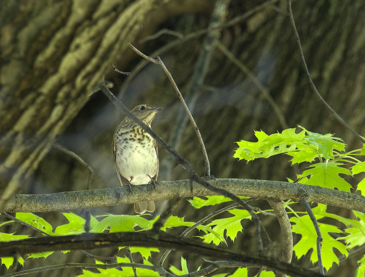 Gray-cheeked Thrush - Tom Gilde