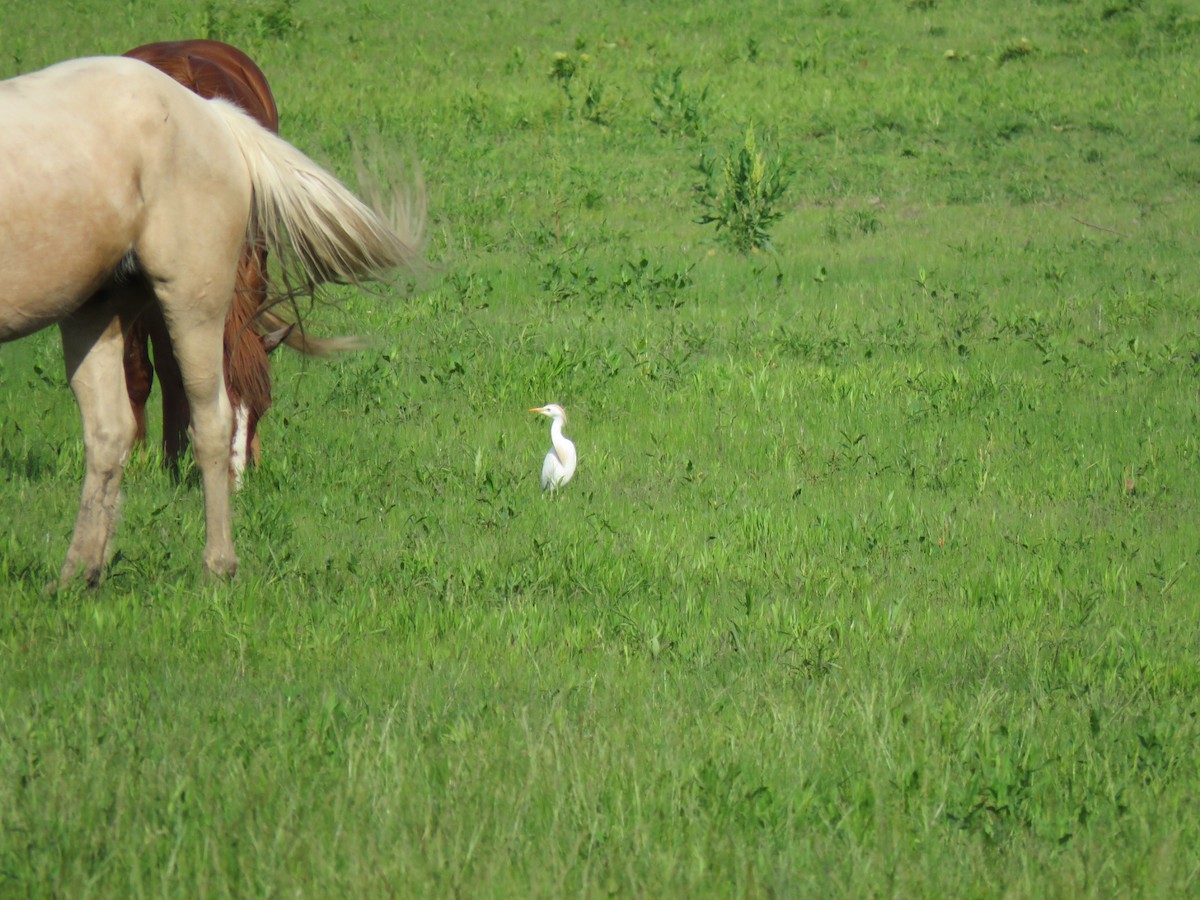 Western Cattle Egret - Joe Hoelscher