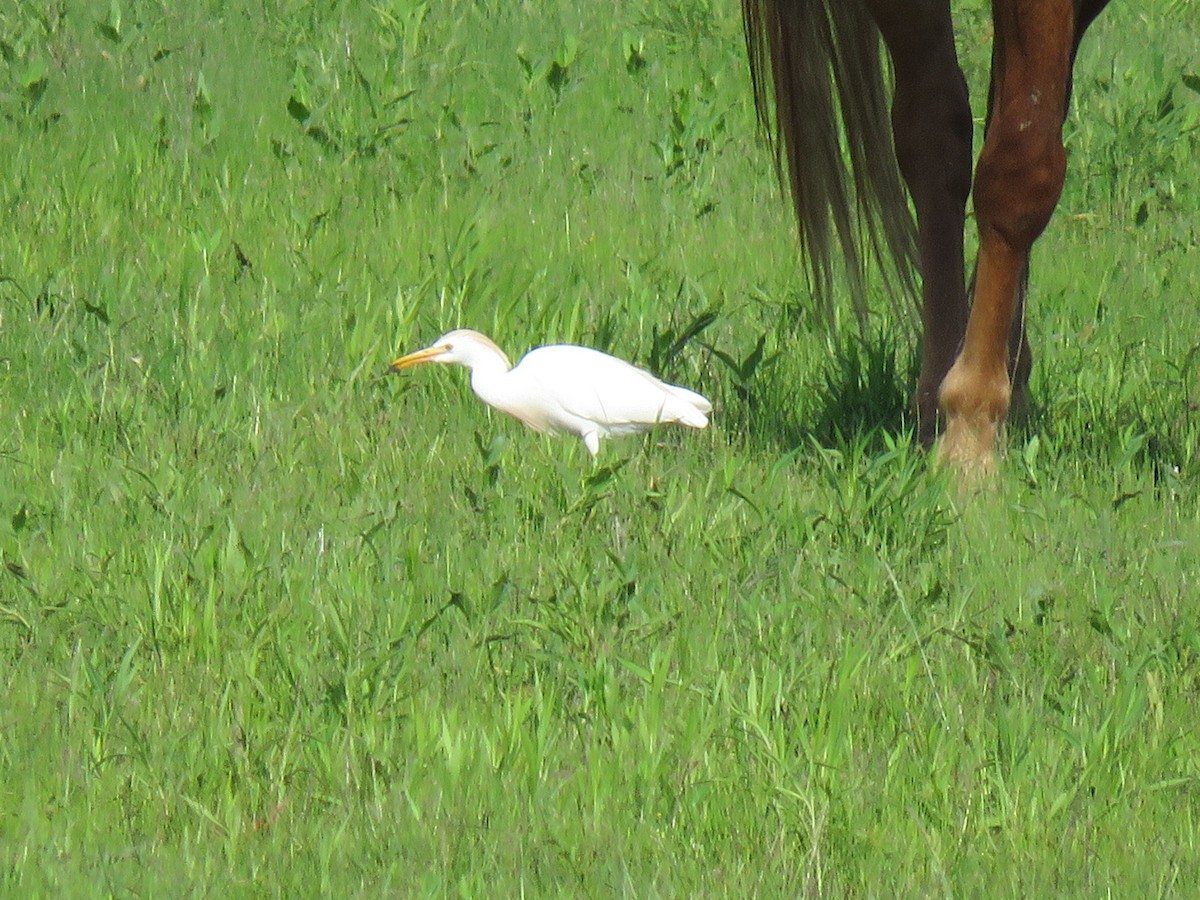 Western Cattle Egret - ML618896765