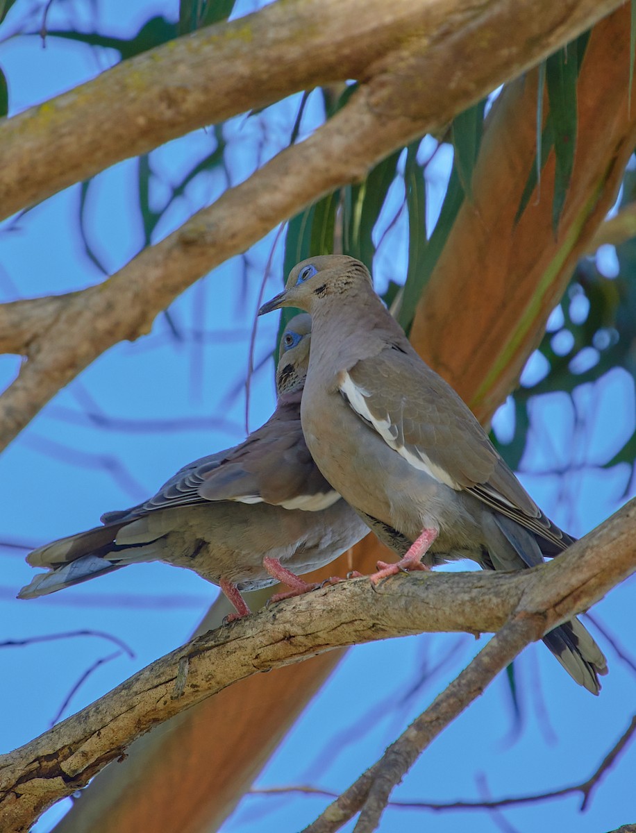 West Peruvian Dove - Angélica  Abarca
