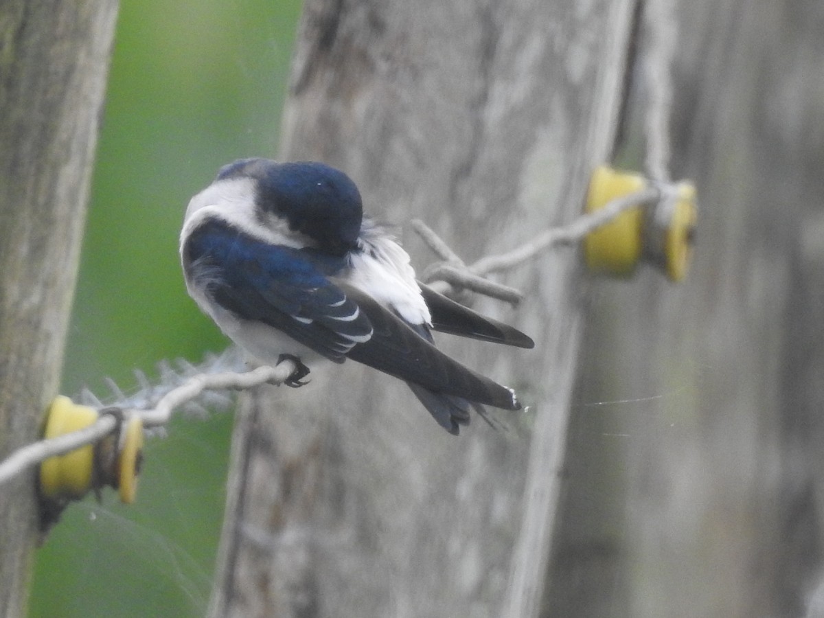 Chilean Swallow - Guilherme Thielen