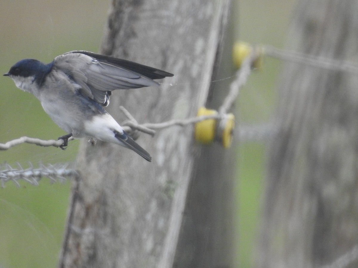 Chilean Swallow - Guilherme Thielen