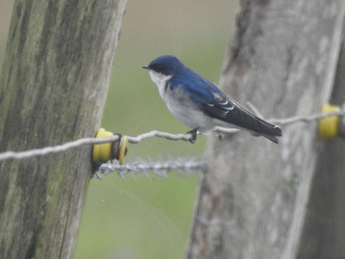 Chilean Swallow - Guilherme Thielen