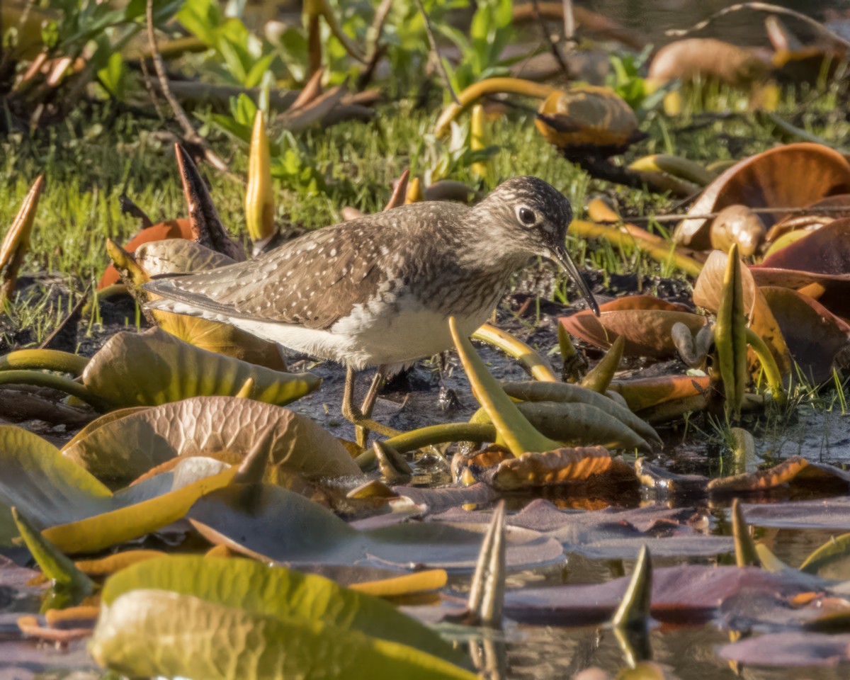 Solitary Sandpiper - ML618896791