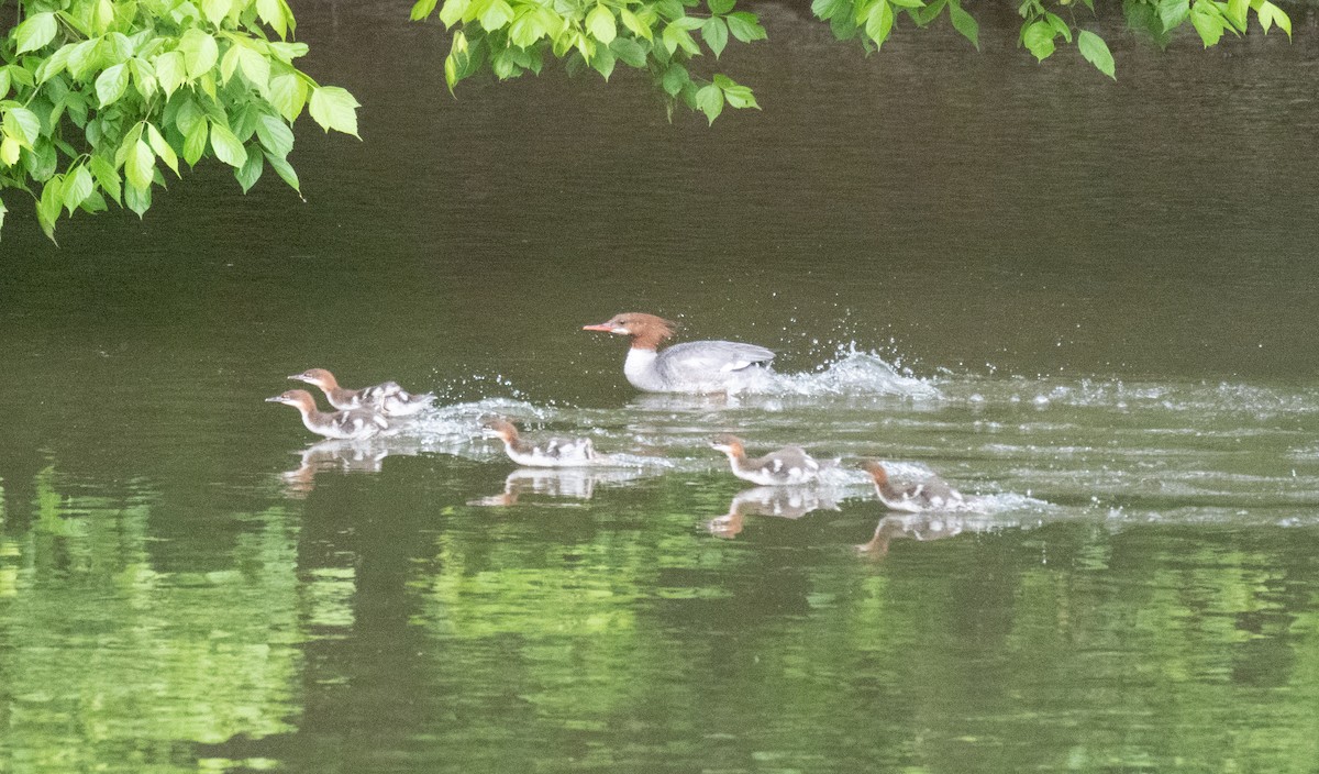 Common Merganser - Dennis Utterback