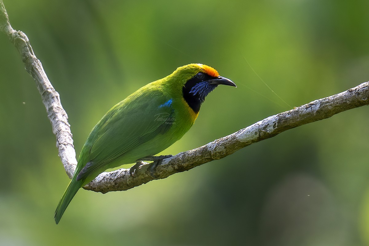Golden-fronted Leafbird - Parthasarathi Chakrabarti
