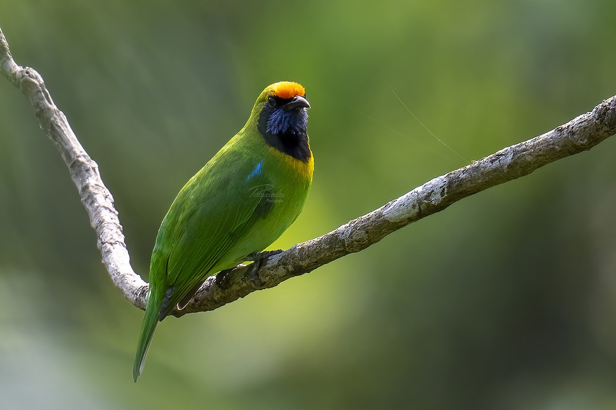 Golden-fronted Leafbird - Parthasarathi Chakrabarti