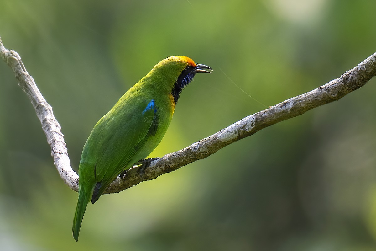 Golden-fronted Leafbird - Parthasarathi Chakrabarti