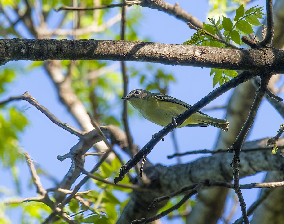 Blue-headed Vireo - Tom Gilde