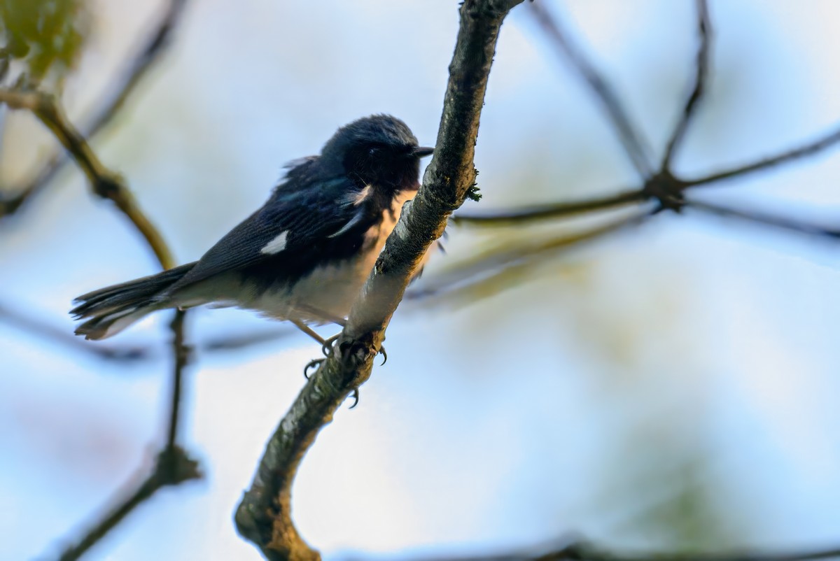 Black-throated Blue Warbler - Christine Kozlosky