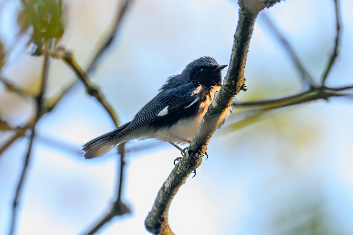 Black-throated Blue Warbler - Christine Kozlosky