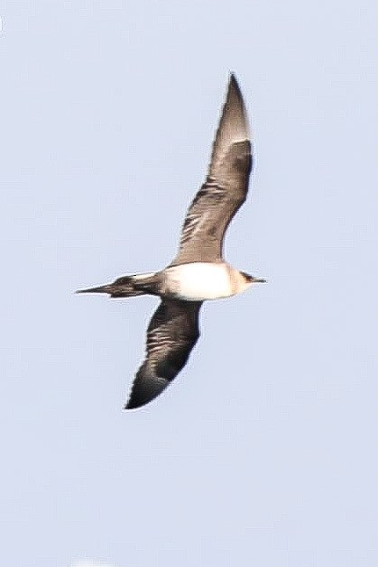 Parasitic Jaeger - Melanie Denois